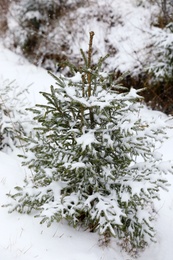 Photo of Beautiful view of small fir tree covered with snow outdoors. Winter landscape