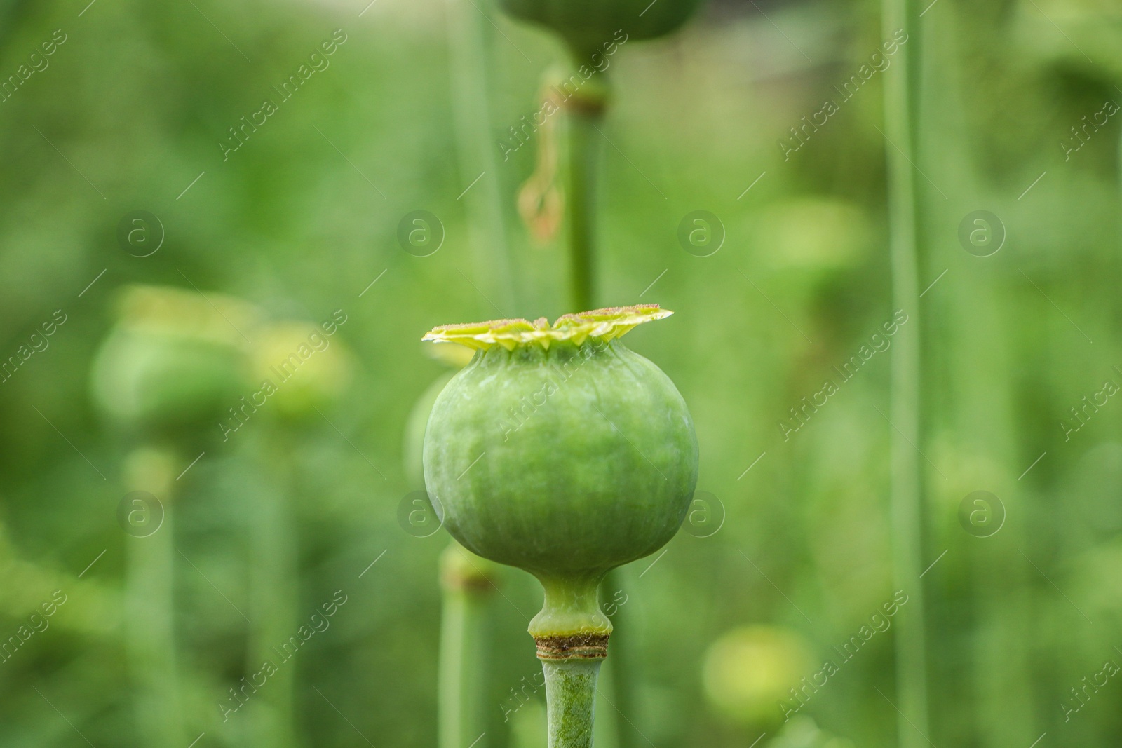 Photo of Green poppy head growing in field, closeup