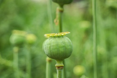 Green poppy head growing in field, closeup