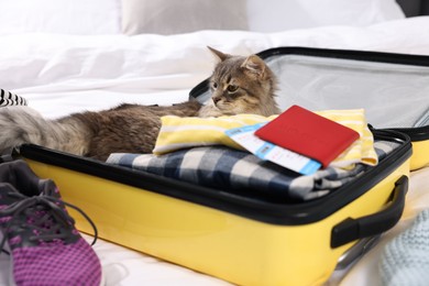 Photo of Travel with pet. Clothes, cat, passport and suitcase on bed indoors