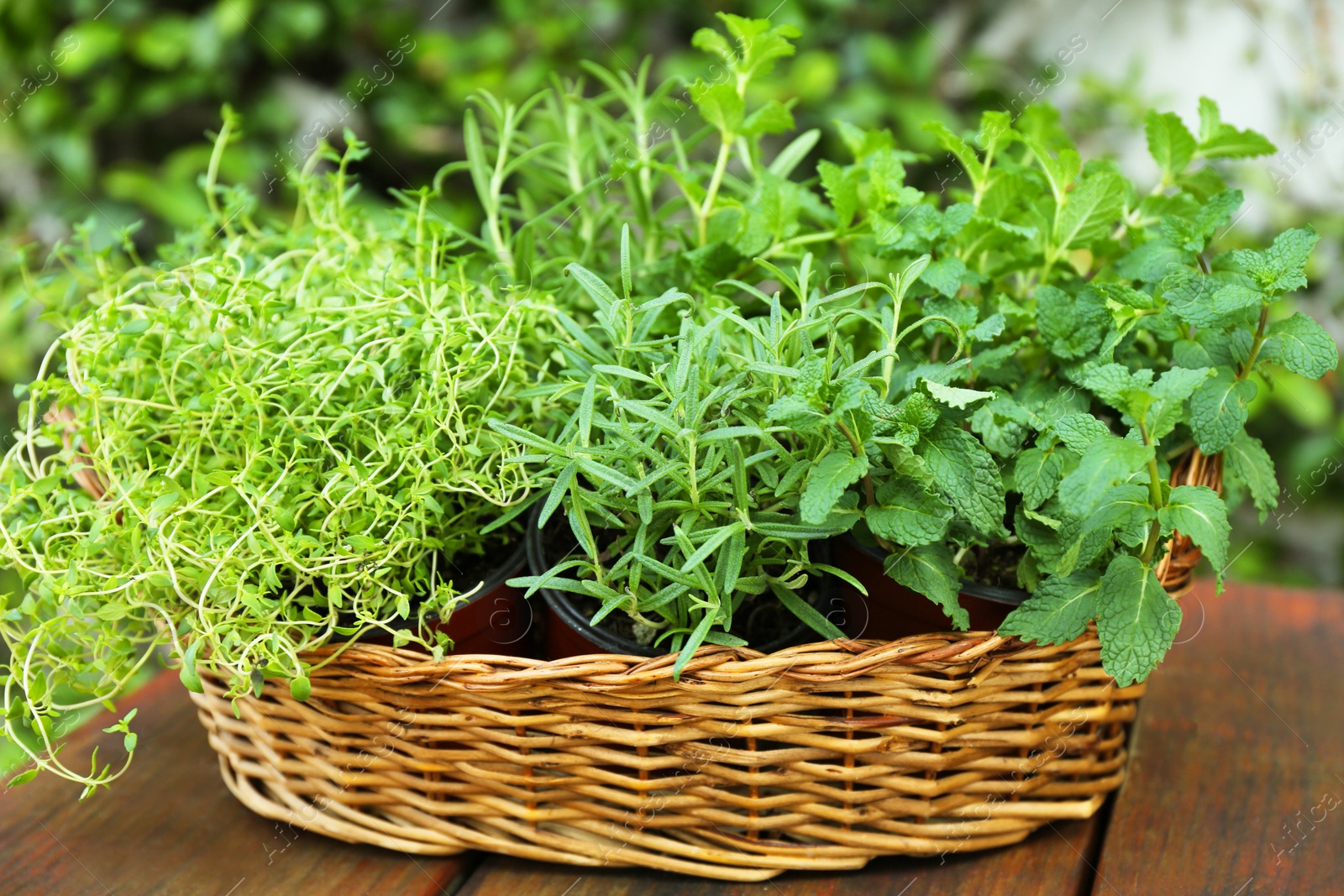 Photo of Wicker basket with fresh mint, thyme and rosemary on wooden table outdoors. Aromatic herbs