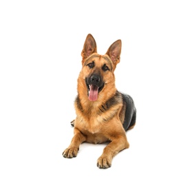 Photo of Adorable German shepherd dog on white background