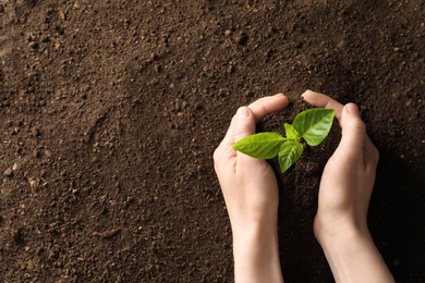 Photo of Woman holding young plant over soil, top view with space for text. Gardening time