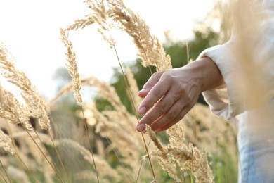 Photo of Woman walking through meadow and touching reed grass, closeup