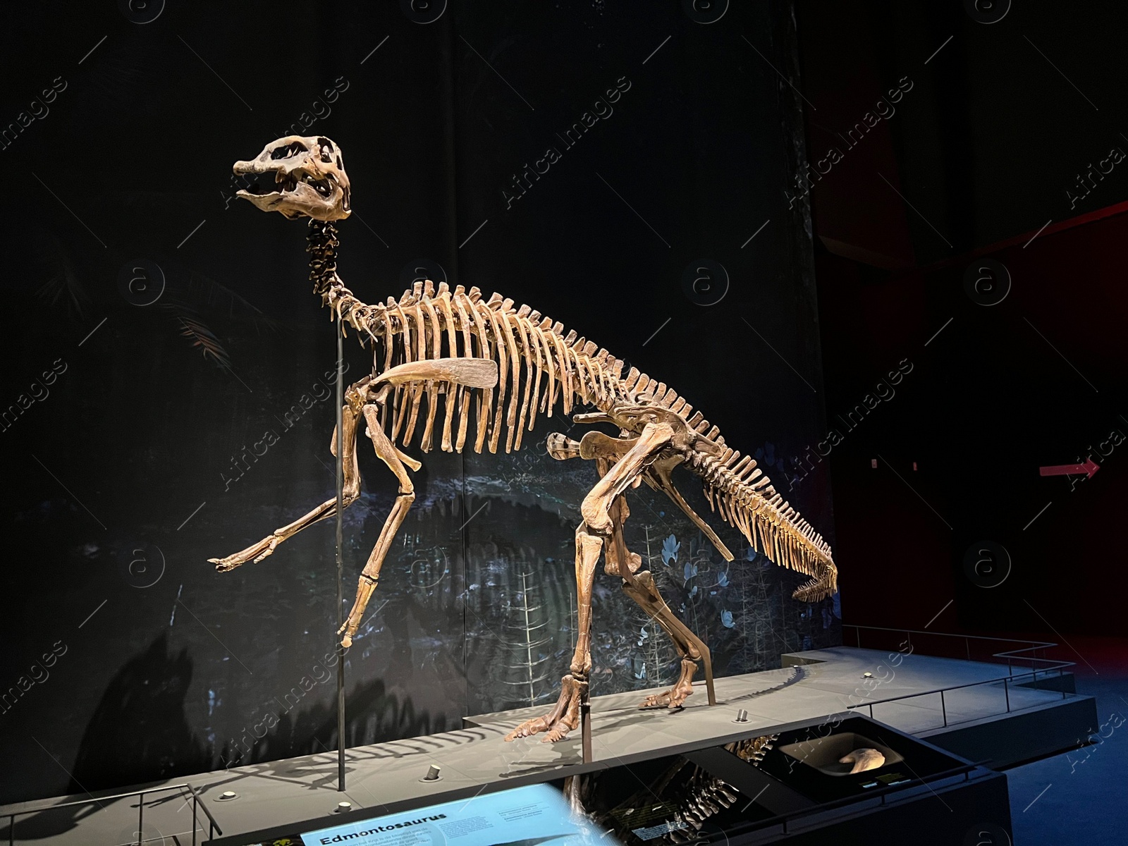 Photo of Leiden, Netherlands - June 18, 2022: Life size skeleton of Edmontosaurus in Naturalis Biodiversity Center