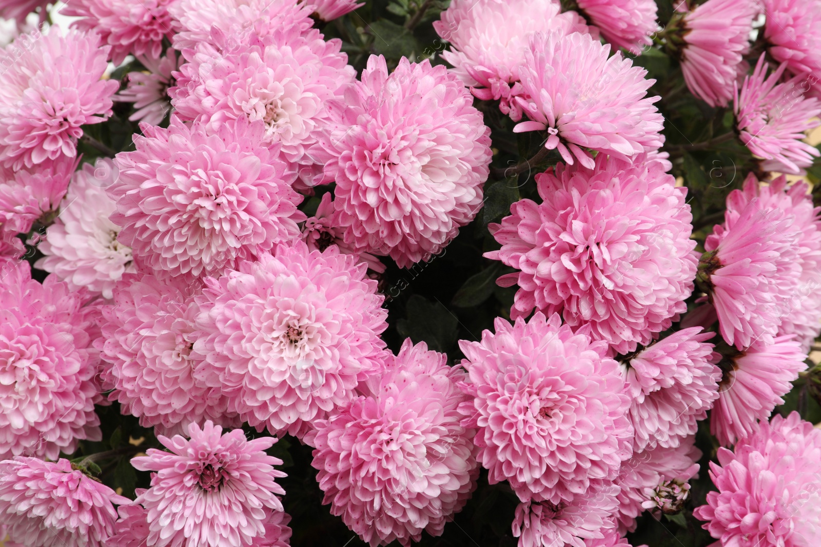 Photo of Top view of beautiful lilac Chrysanthemum flowers