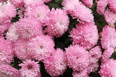 Top view of beautiful lilac Chrysanthemum flowers