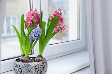 Photo of Blooming spring hyacinth flowers on windowsill at home, space for text