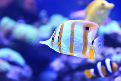 Photo of Beautiful copper banded butterfly fish in clear aquarium water