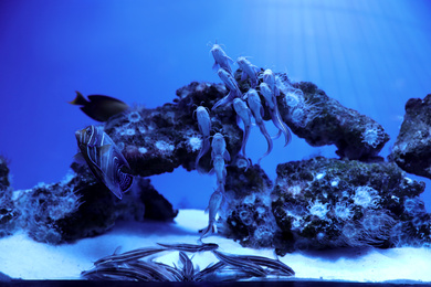 School of catfish swimming in clear aquarium water