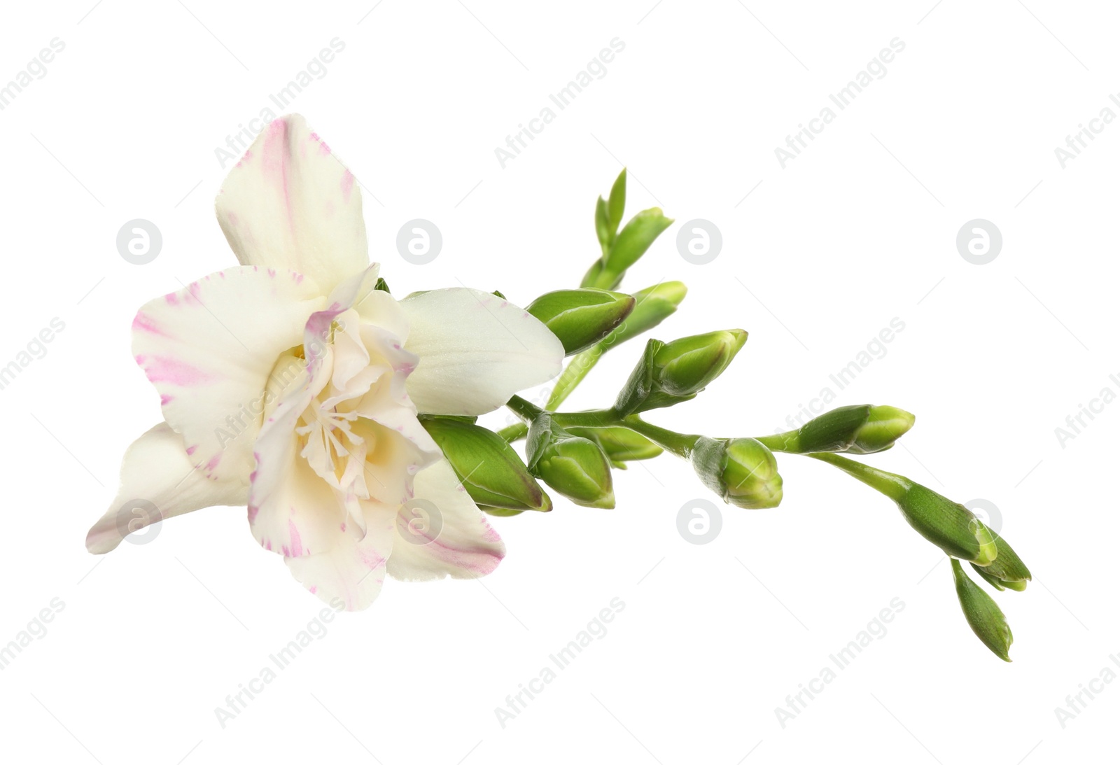 Photo of Beautiful bright freesia flowers on white background