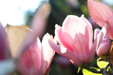 Photo of Magnolia tree with beautiful flowers outdoors, closeup. Amazing spring blossom