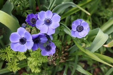 Beautiful blue anemone flowers growing outdoors, top view. Spring season