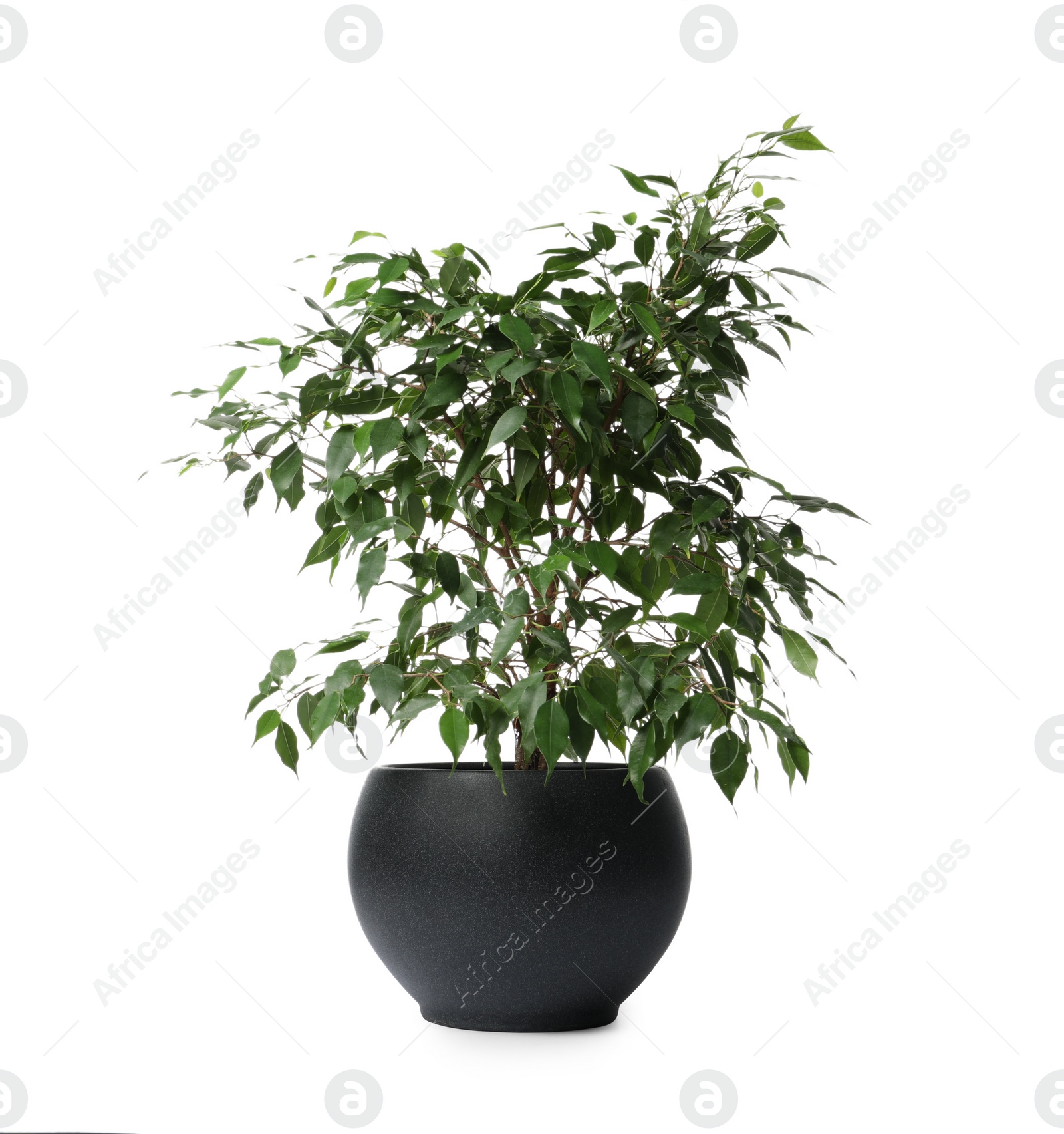 Photo of Beautiful ficus plant in pot on white background. House decor