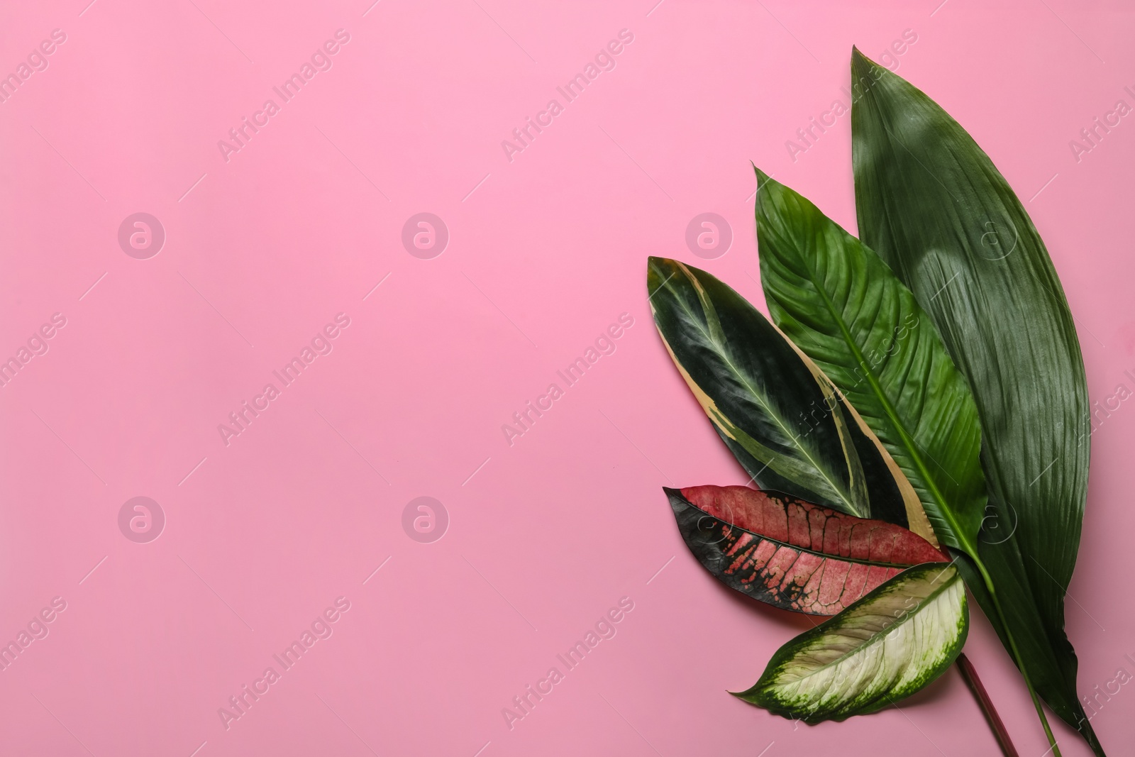 Photo of Flat lay composition with tropical leaves and space for text on color background