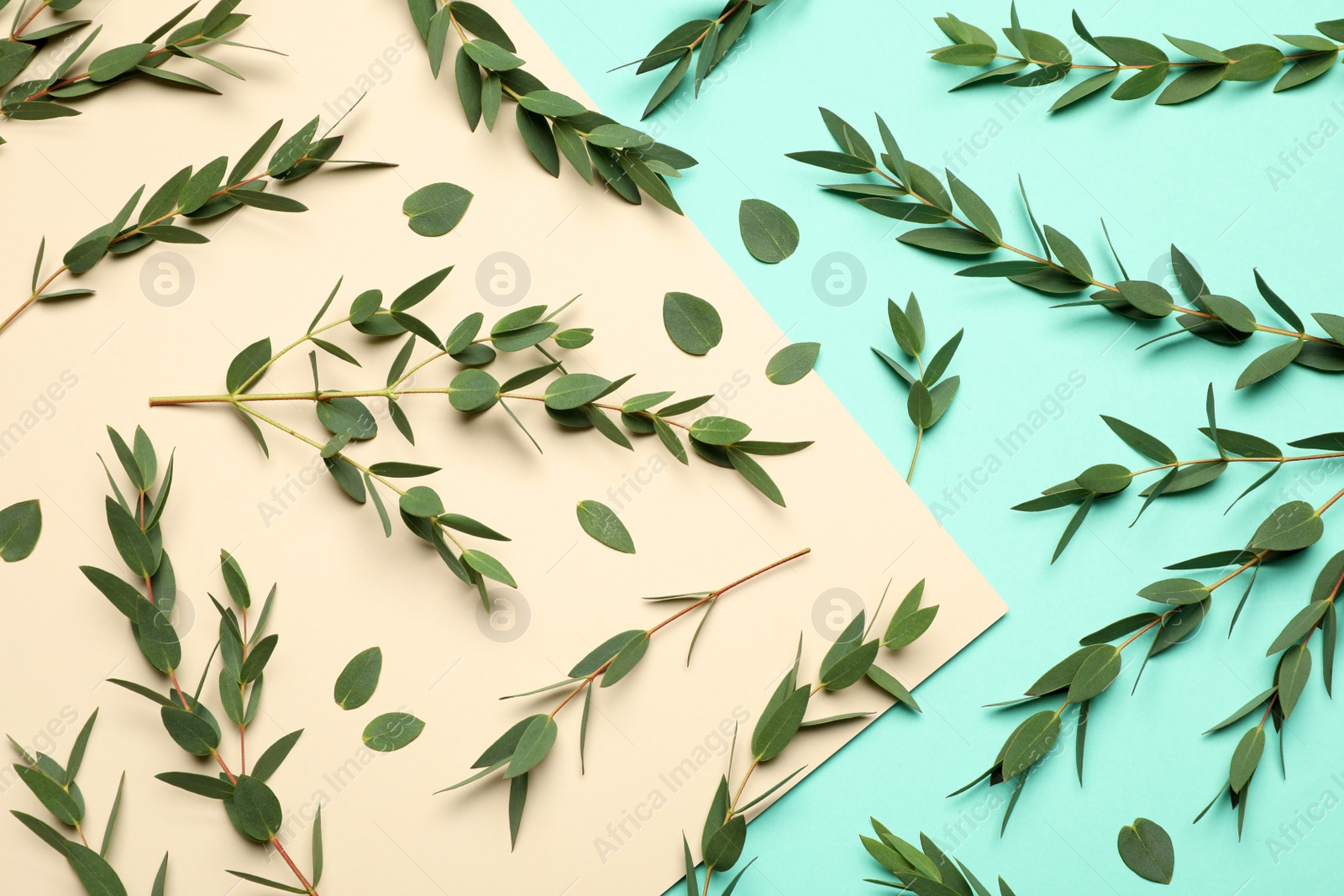 Photo of Eucalyptus branches with fresh green leaves on color background, flat lay