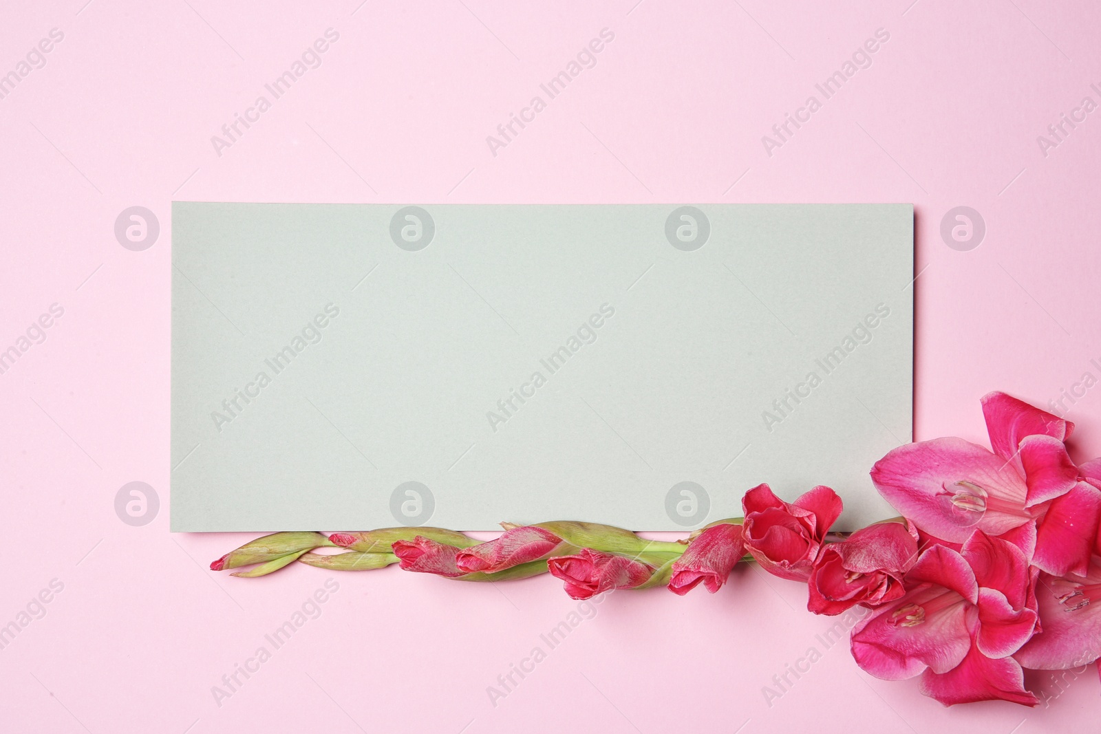 Photo of Beautiful gladiolus flowers with blank card on color background, top view