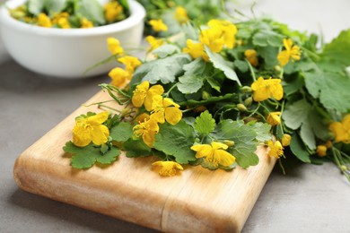 Photo of Celandine with beautiful yellow flowers on grey table, closeup