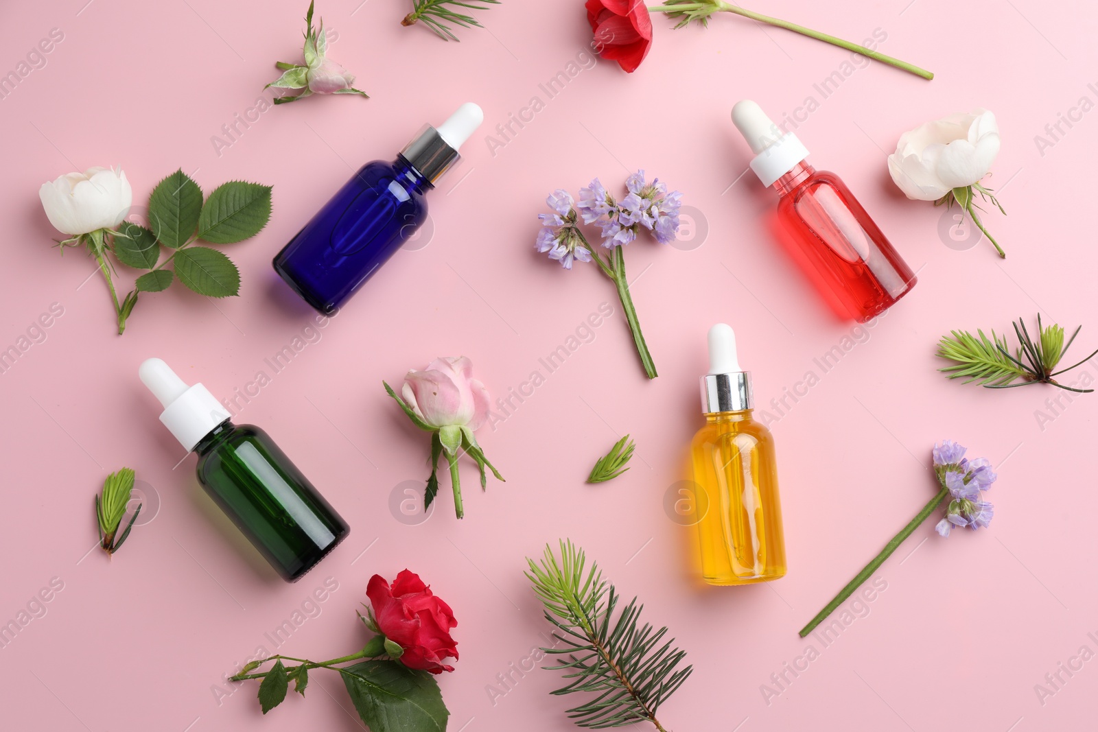 Photo of Aromatherapy. Different essential oils, flowers and fir twigs on pink background, flat lay