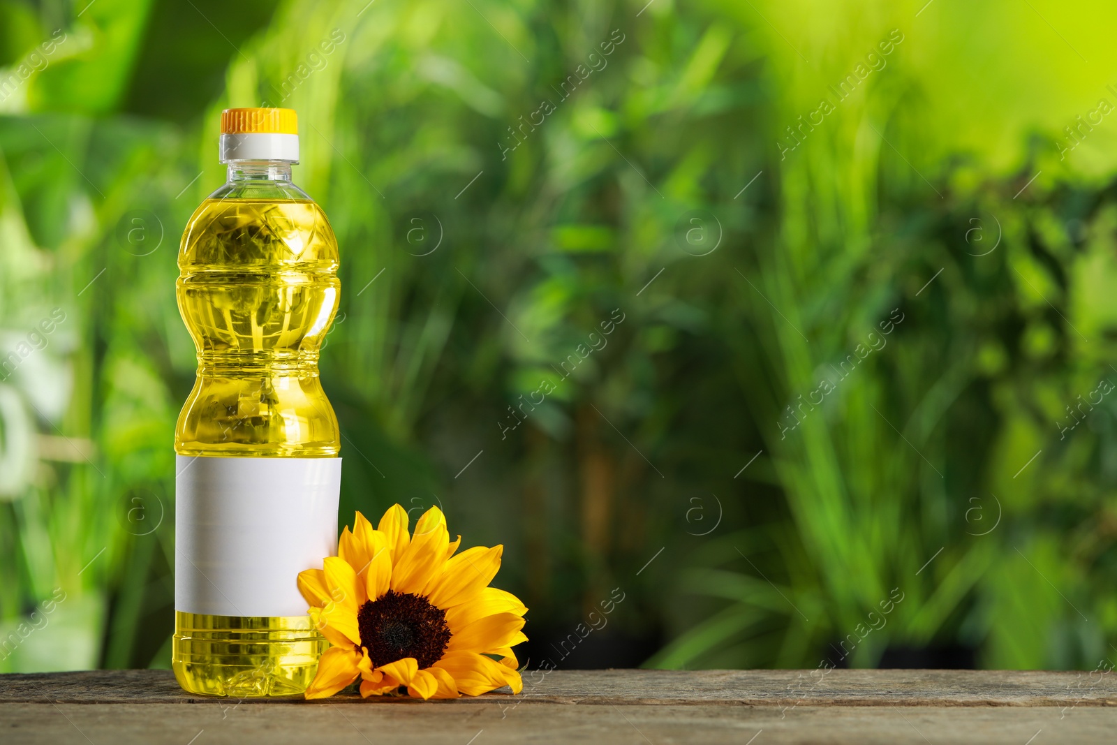 Photo of Bottle of cooking oil and sunflower on wooden table against blurred background, space for text