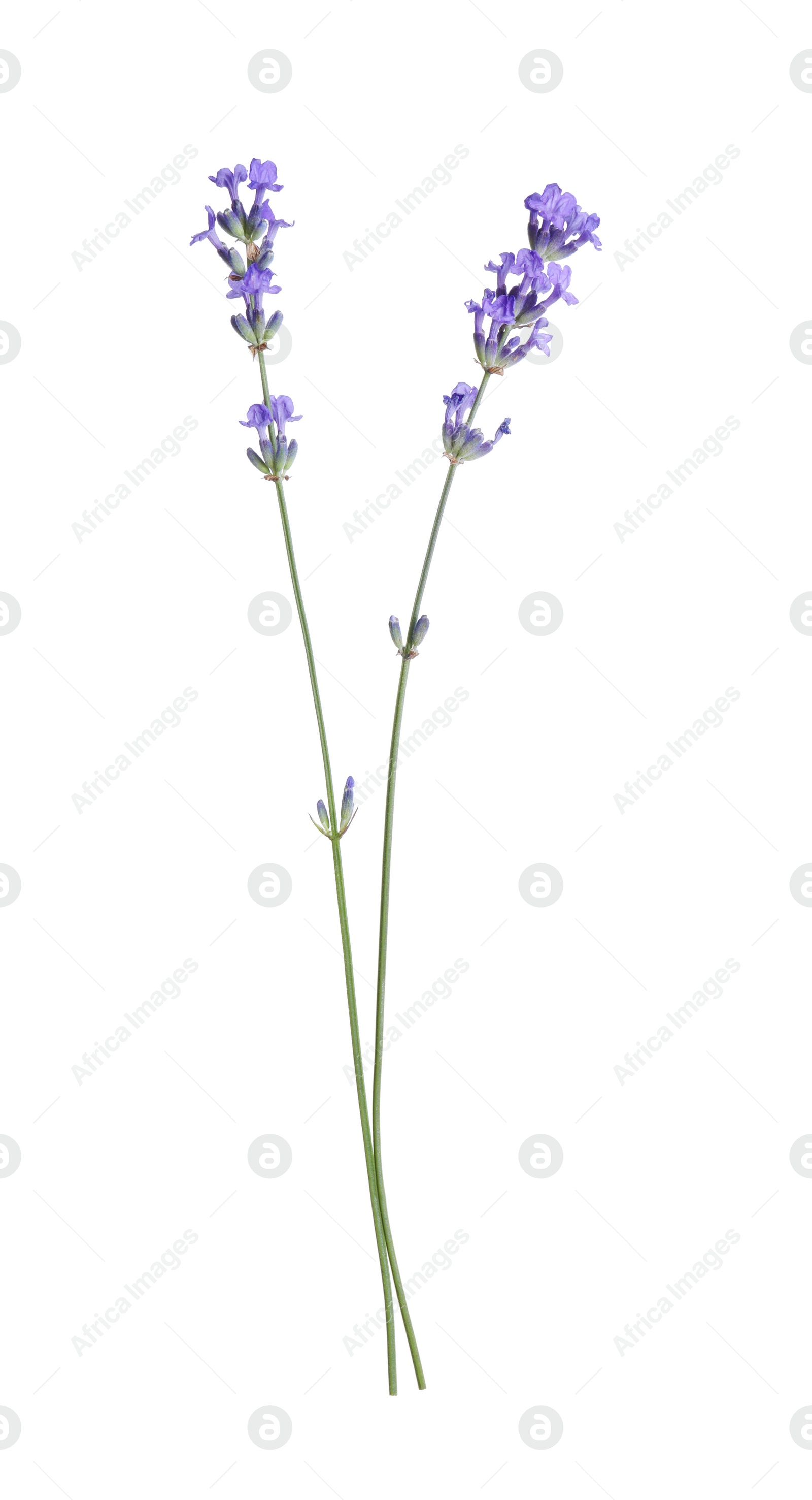 Photo of Beautiful blooming lavender flowers isolated on white