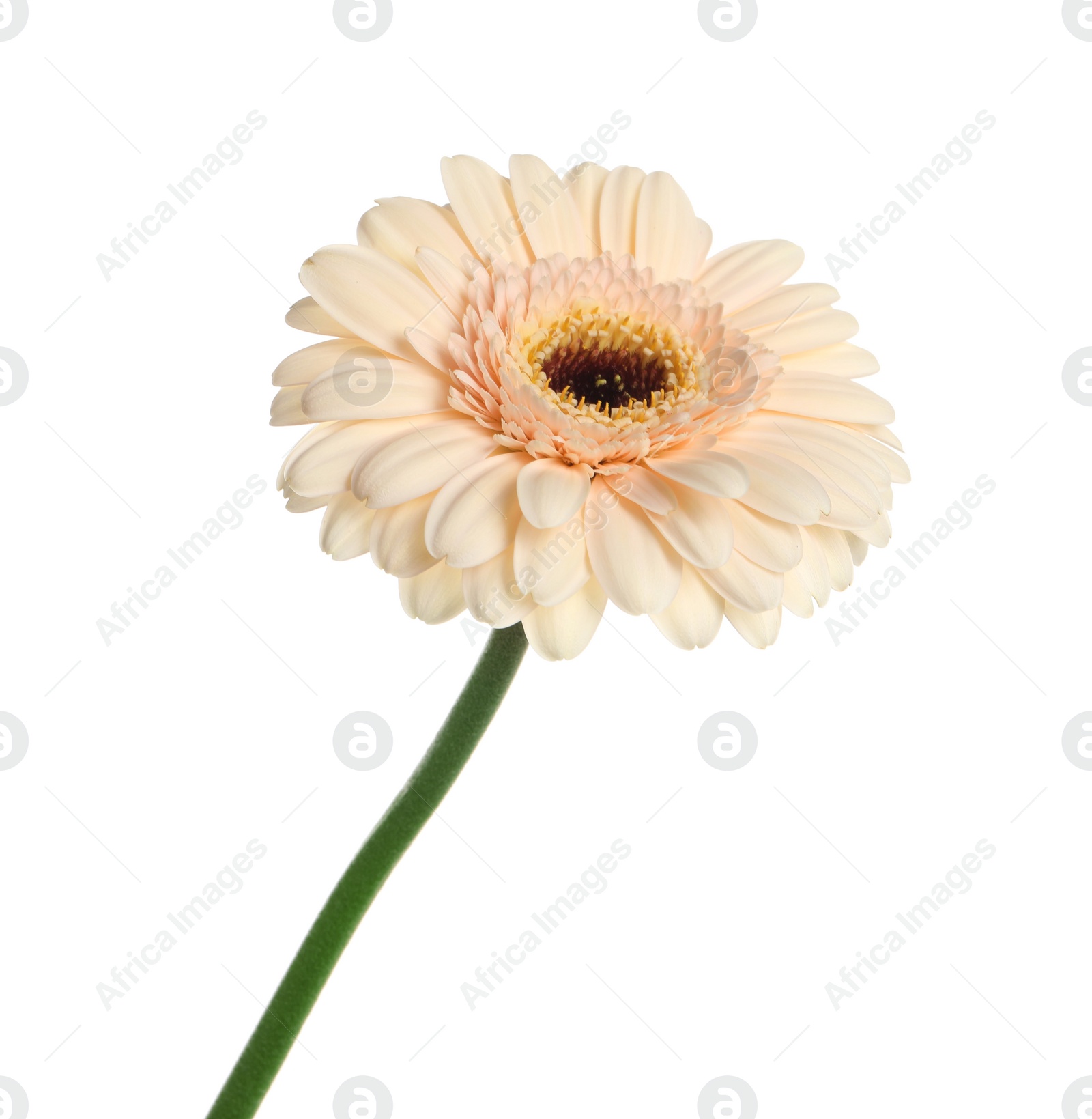 Photo of Beautiful beige gerbera flower isolated on white