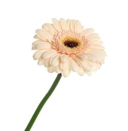 Photo of Beautiful beige gerbera flower isolated on white