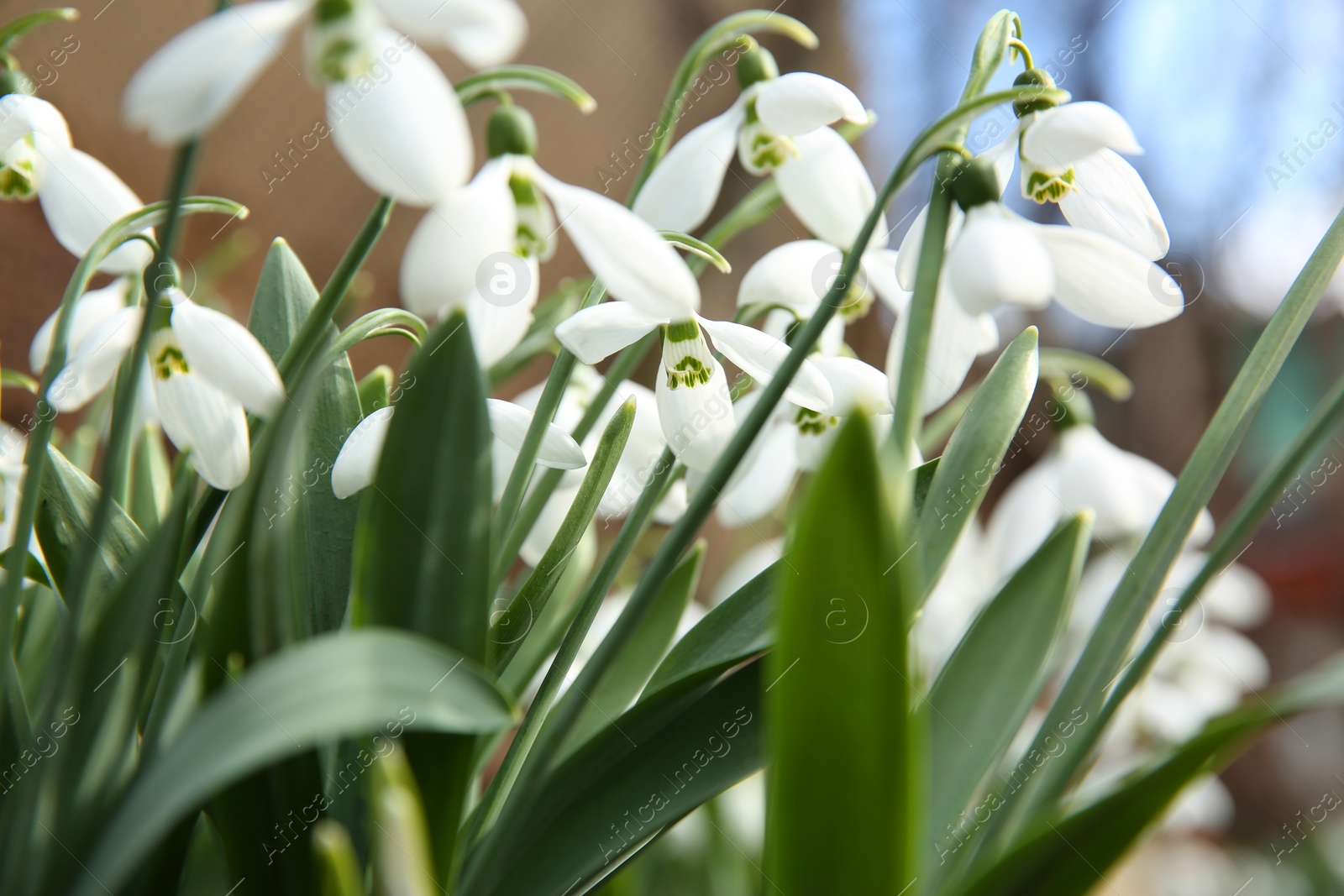 Photo of Beautiful snowdrops growing in garden, closeup. Spring flowers