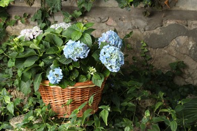 Beautiful blooming hortensia plants in wicker basket outdoors. Space for text