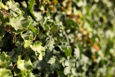 Photo of Closeup view of green creeping plant outdoors