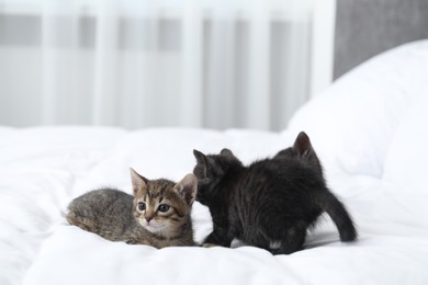 Photo of Cute fluffy kittens on bed indoors. Baby animals