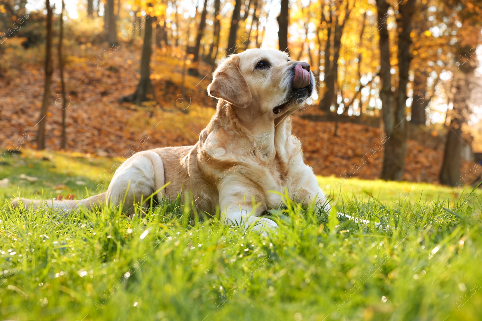 Photo of Cute Labrador Retriever dog on green grass in sunny autumn park