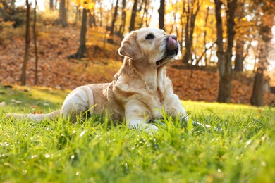 Photo of Cute Labrador Retriever dog on green grass in sunny autumn park