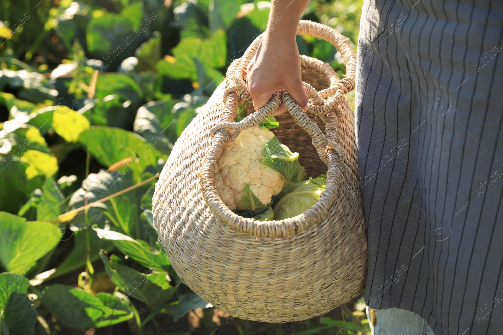 Photo of Woman harvesting fresh ripe cabbages on farm, closeup