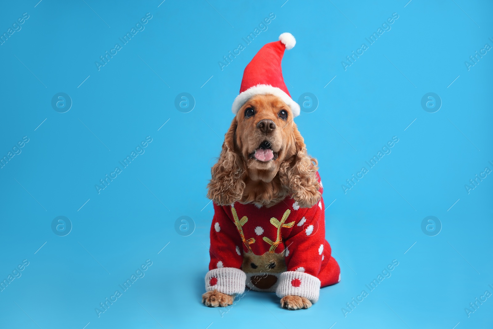Photo of Adorable Cocker Spaniel in Christmas sweater and Santa hat on light blue background