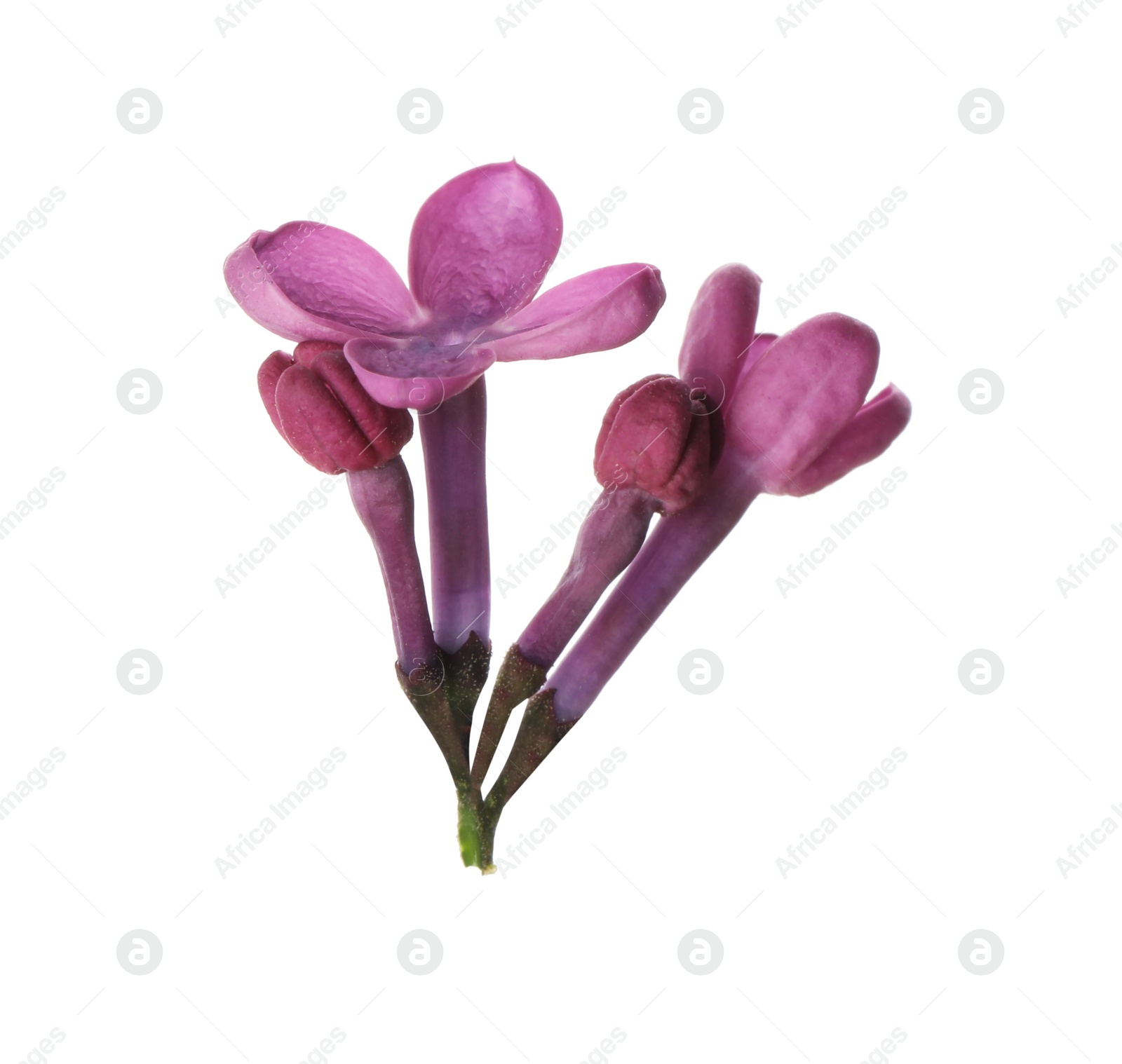 Photo of Beautiful purple lilac blossom isolated on white