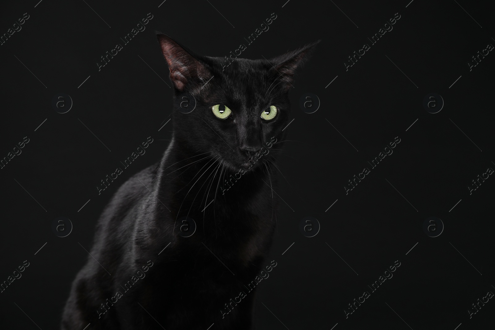 Photo of Adorable cat with green eyes on black background. Lovely pet