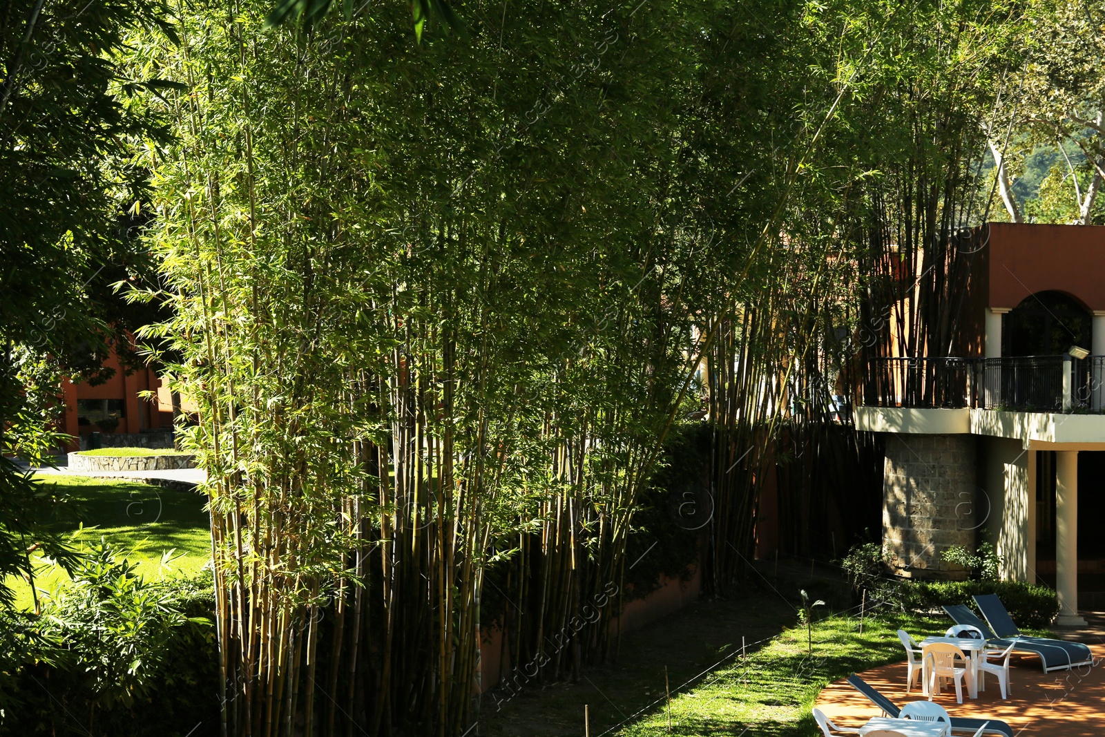 Photo of Many bamboo stalks with green leaves in park