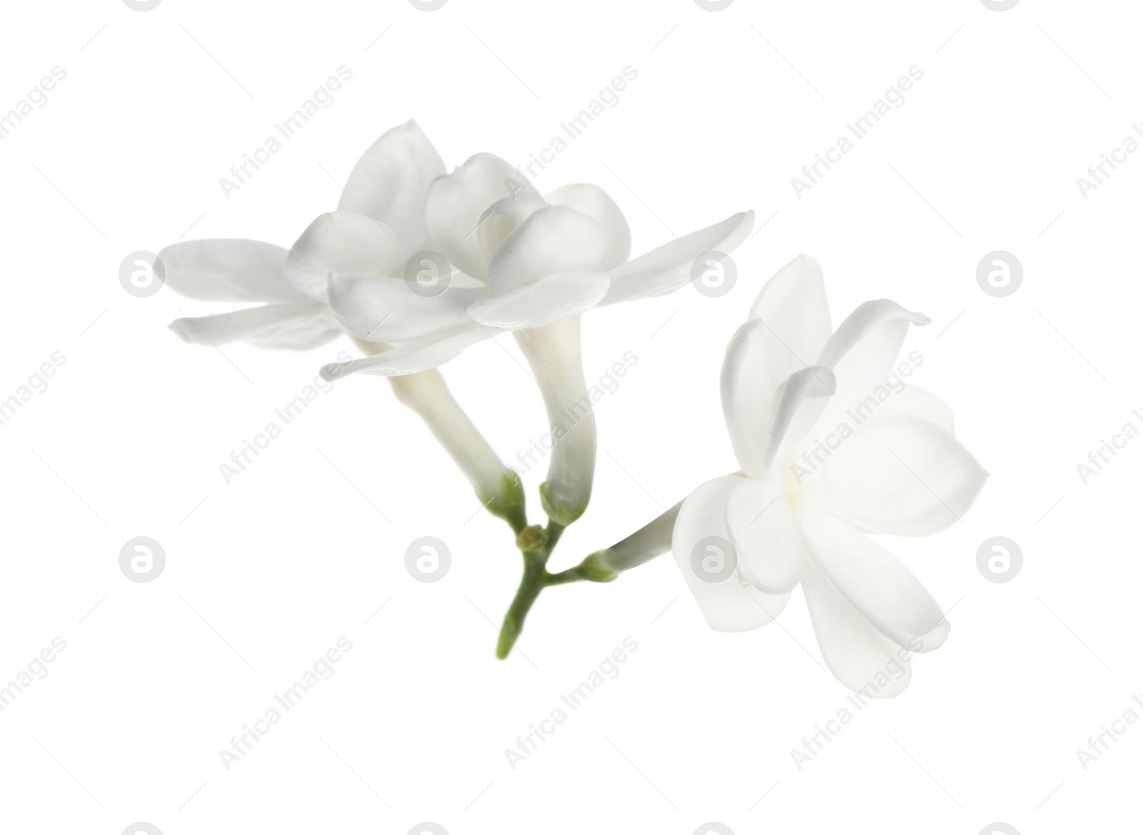 Photo of Beautiful fresh lilac blossom isolated on white