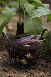 Photo of Ripe eggplants in metal basket on ground outdoors