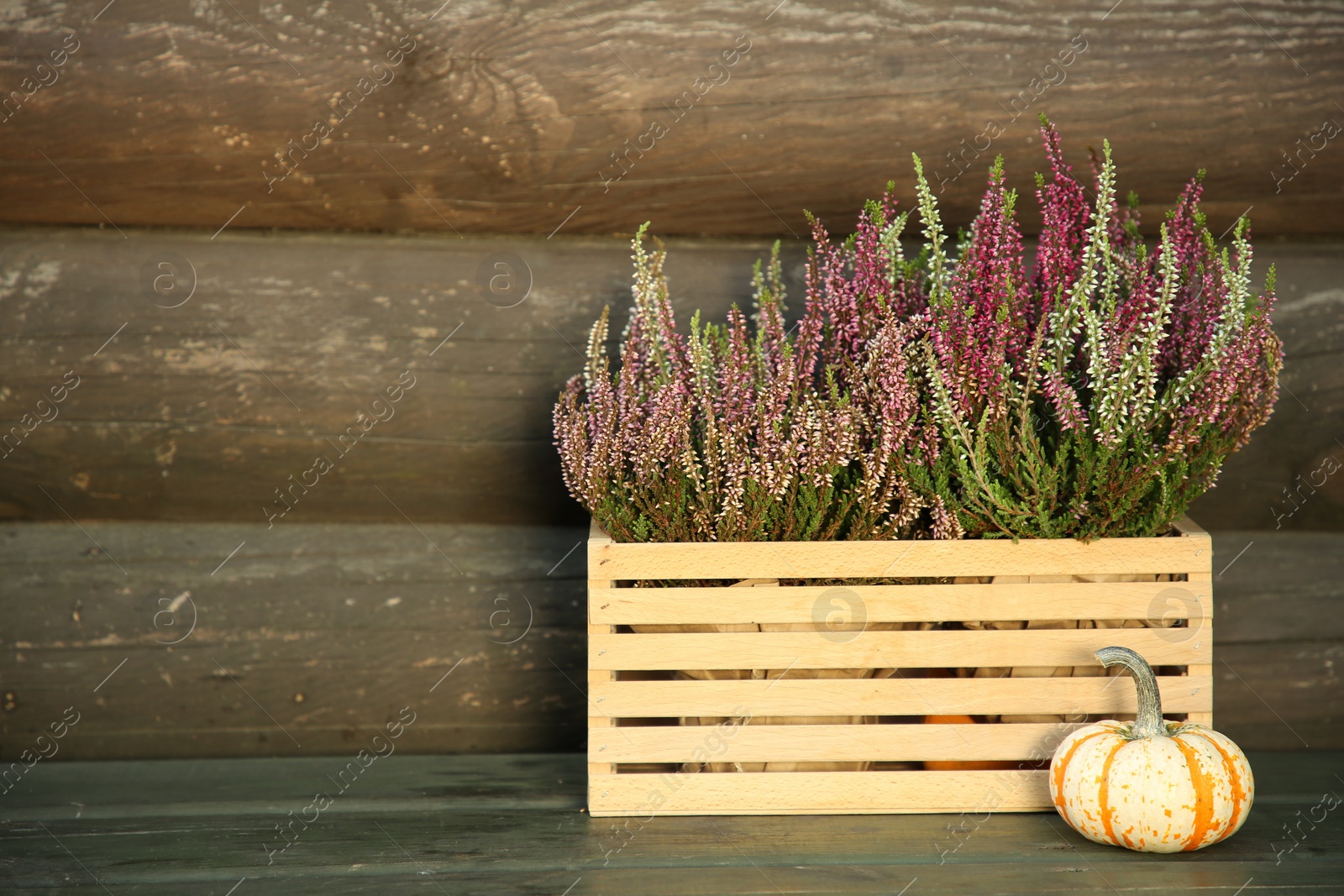 Photo of Beautiful heather flowers in crate and pumpkin on table near wooden wall, space for text