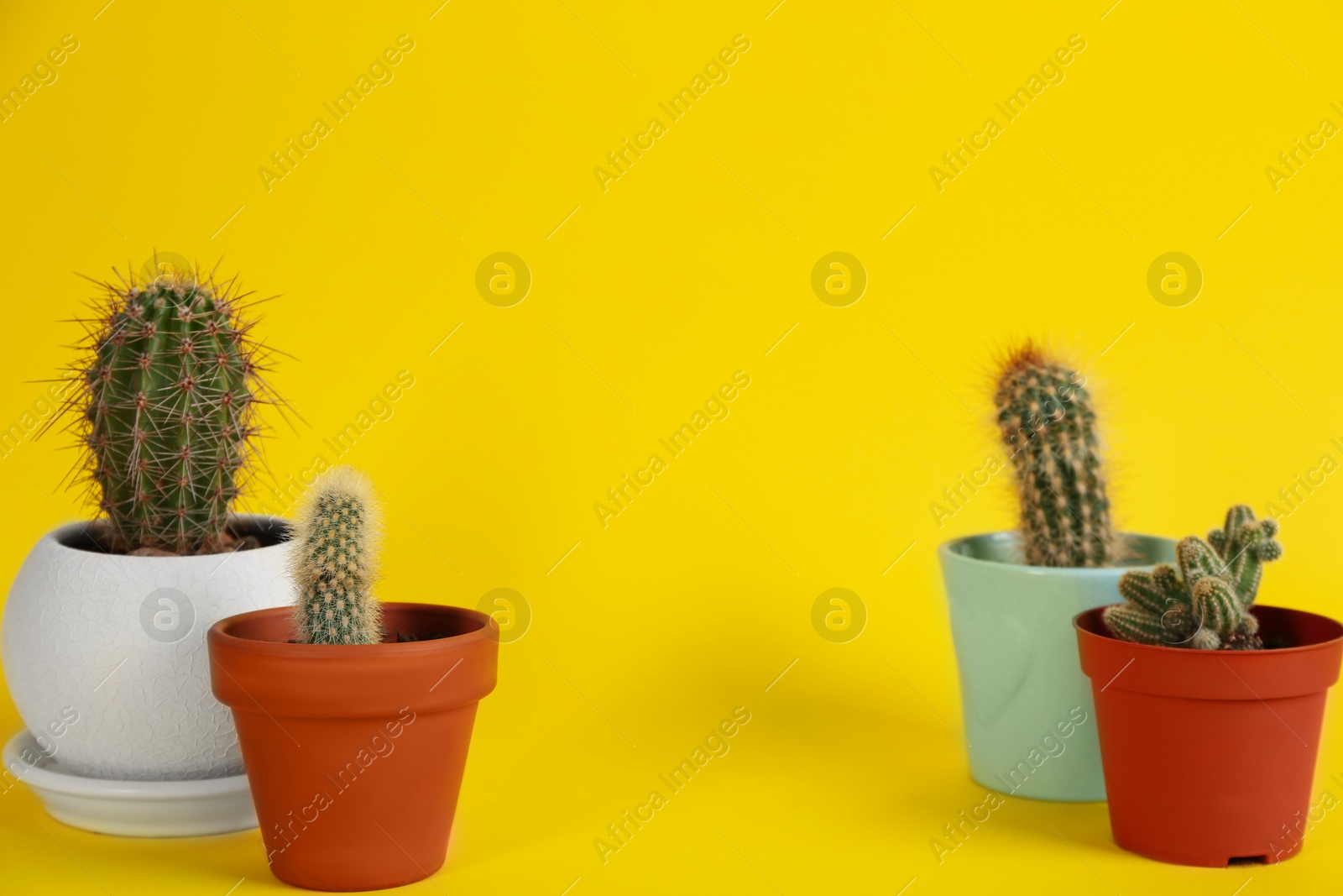 Photo of Set of potted cacti on yellow background