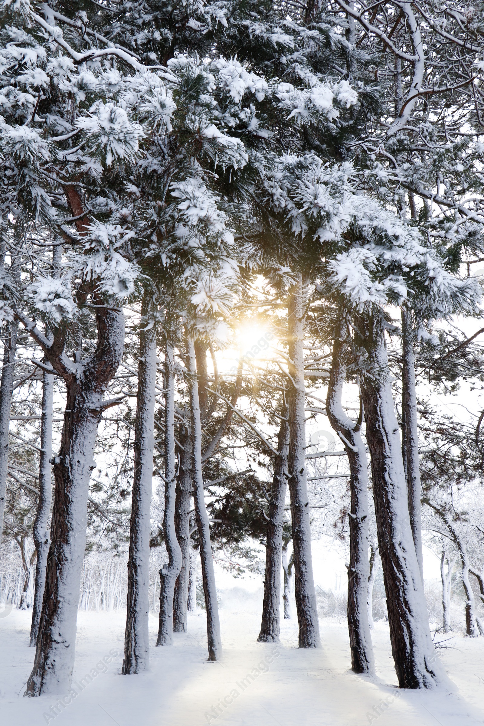 Photo of Picturesque view of beautiful forest covered with snow