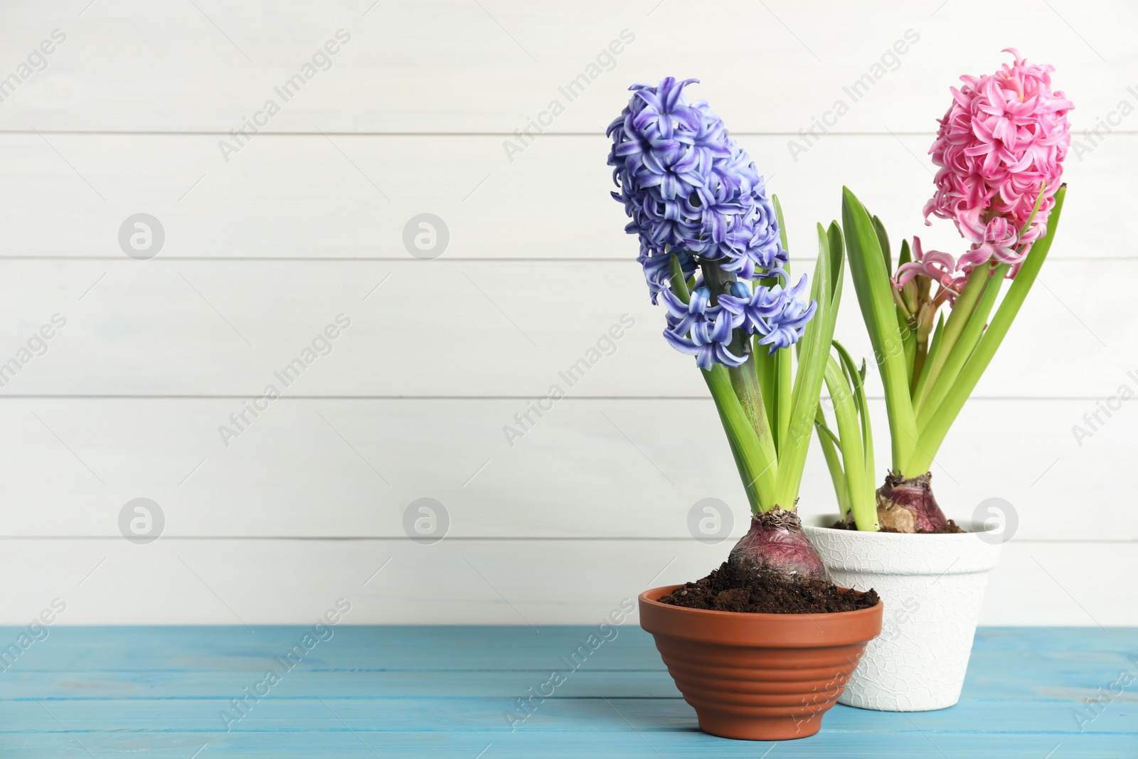 Photo of Beautiful hyacinths in flowerpots on light blue wooden table. Space for text
