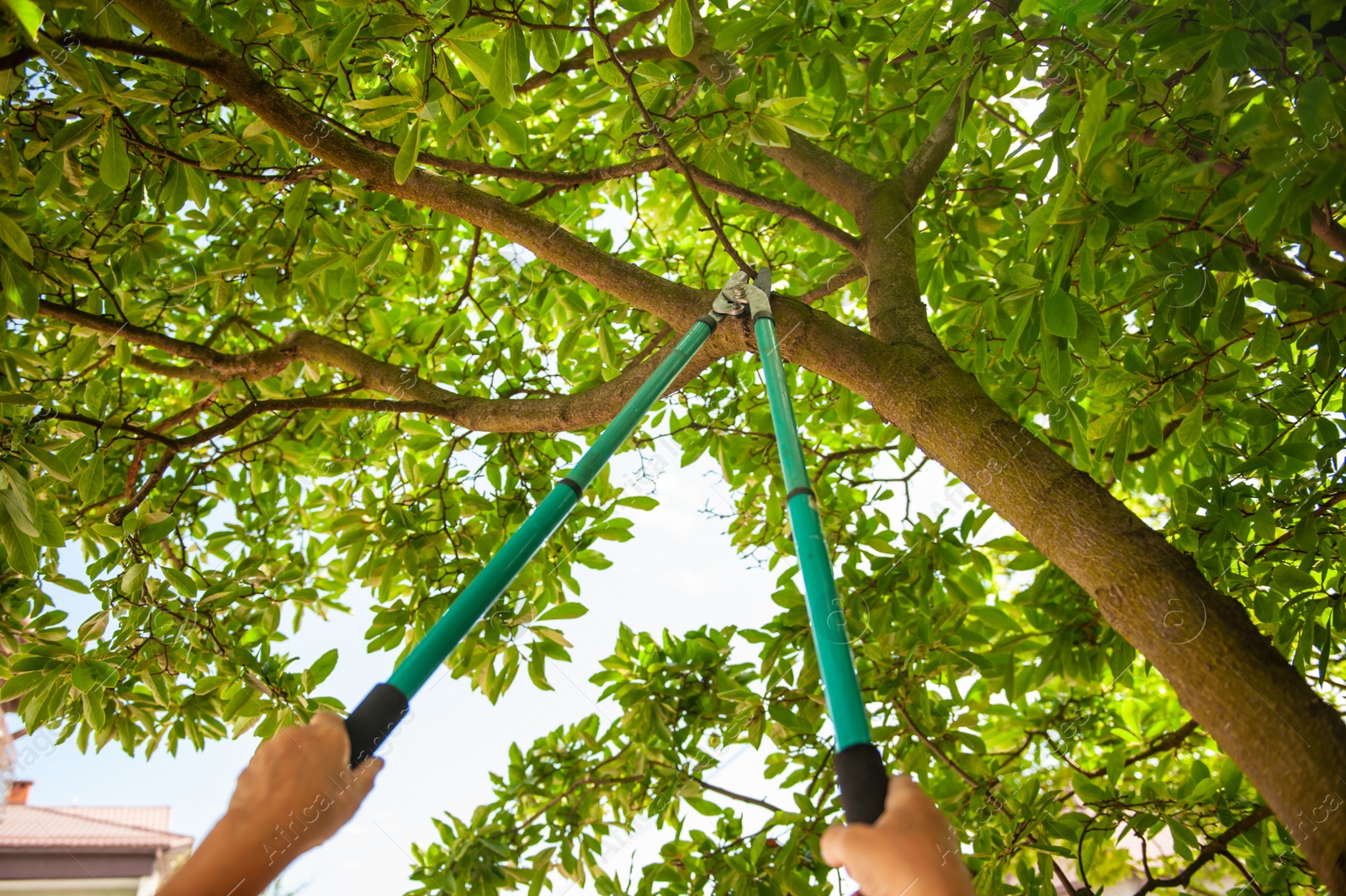 Photo of Gardener pruning tree with secateurs outdoors, closeup