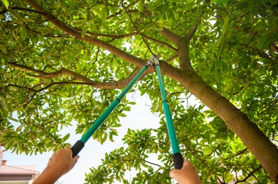 Gardener pruning tree with secateurs outdoors, closeup