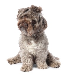 Photo of Cute Maltipoo dog on white background. Lovely pet