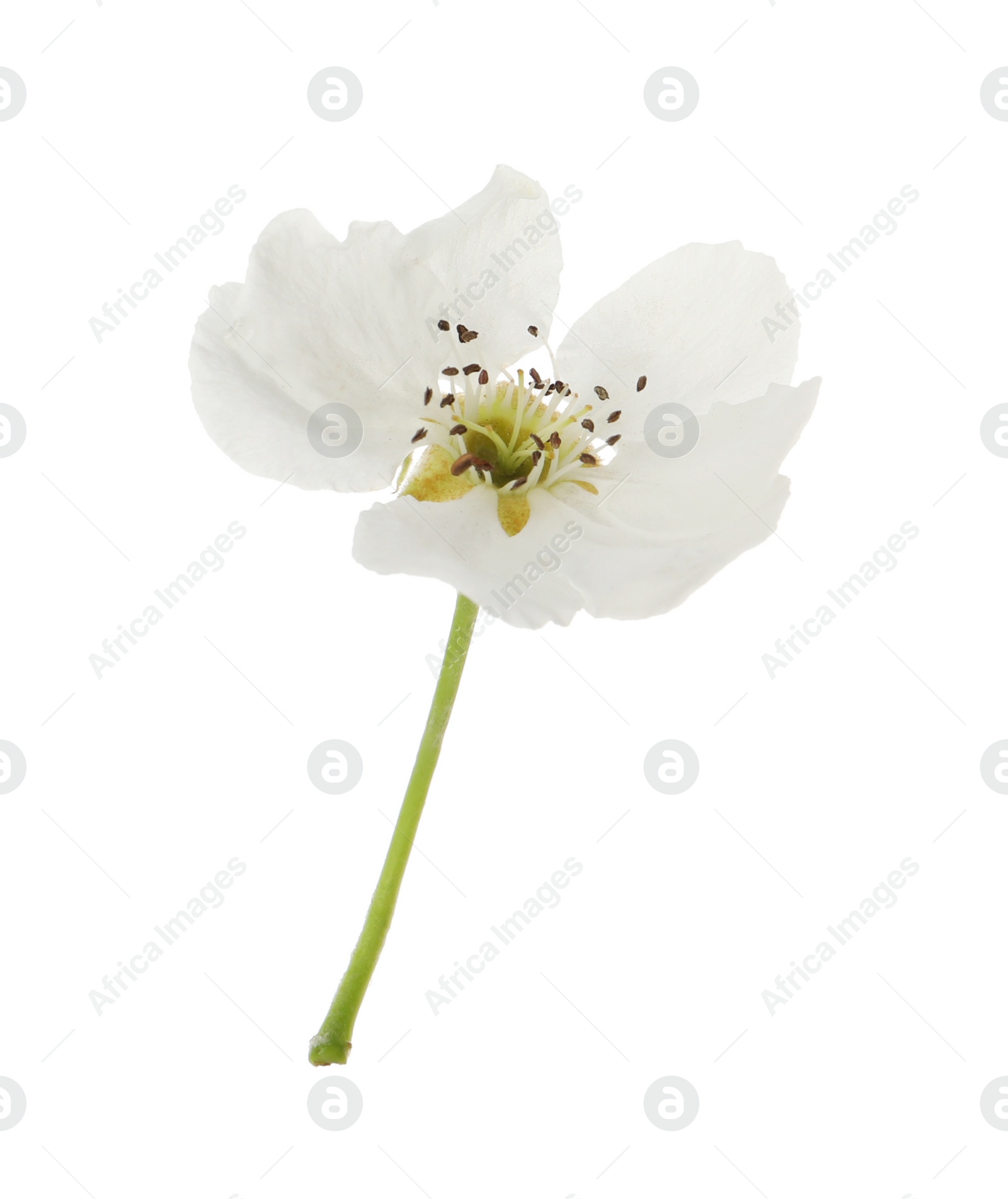 Photo of Beautiful flower of blossoming pear tree on white background