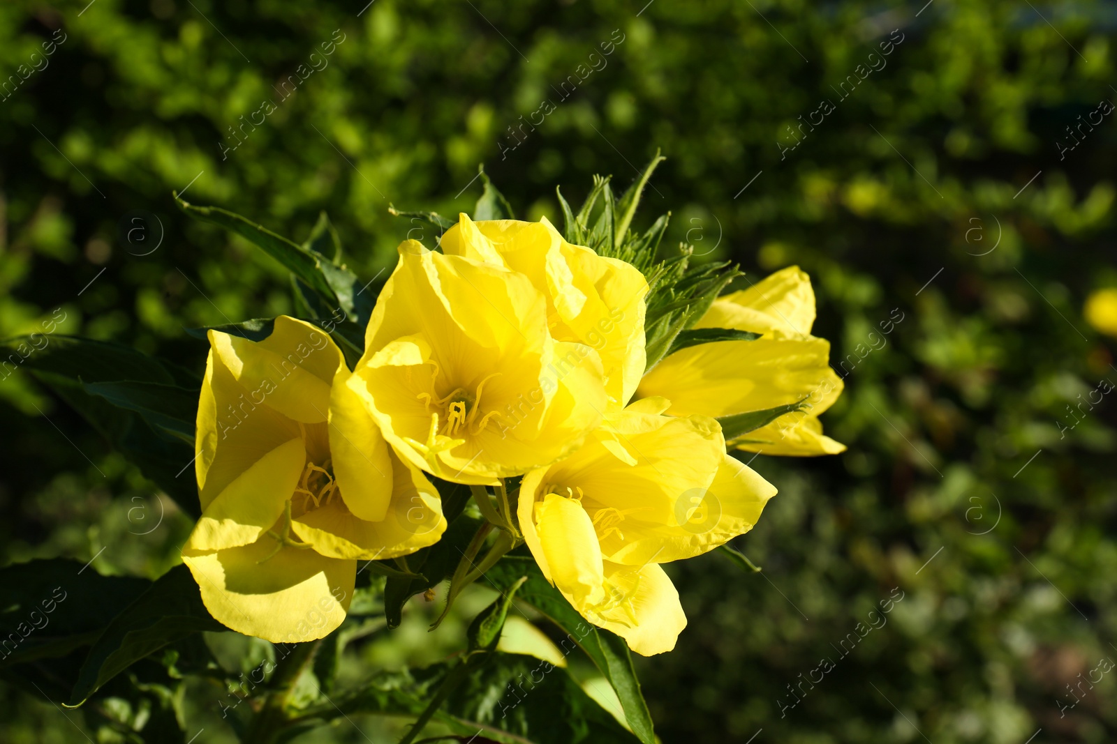 Photo of Beautiful yellow oenothera flowers growing in garden, closeup. Space for text