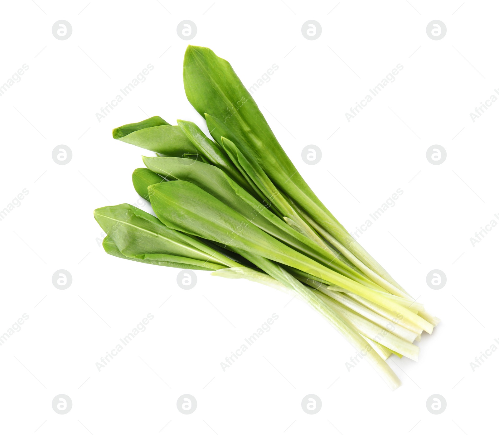 Photo of Fresh wild garlic or ramson isolated on white